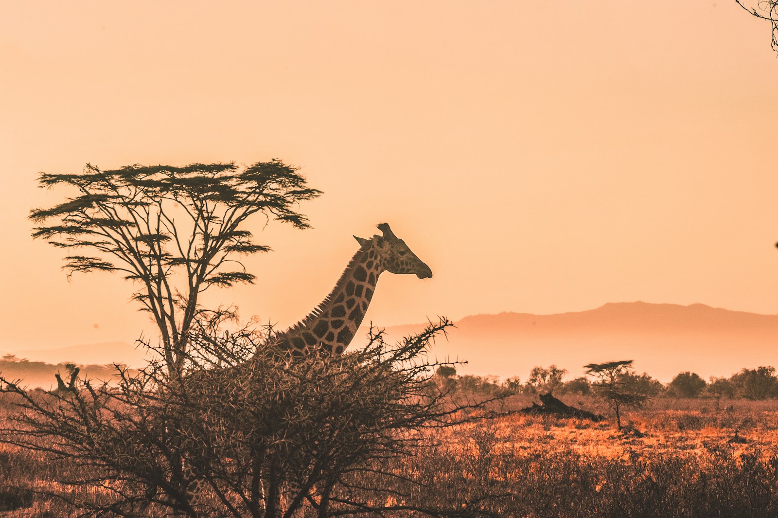 East African savanna at golden hour